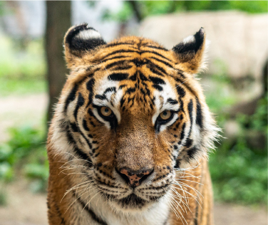 tiger