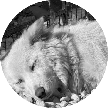 puppy